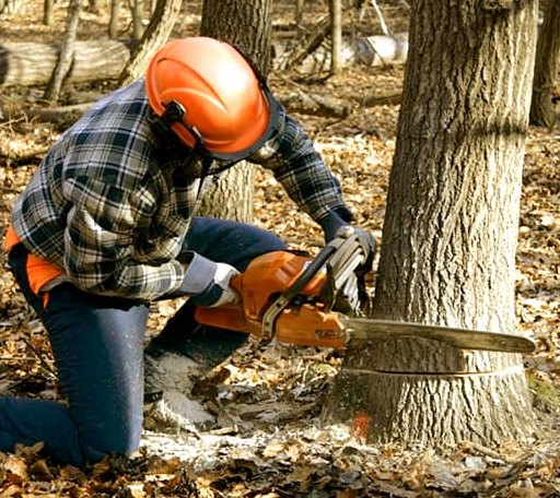 Tree Removal in Martha, KY